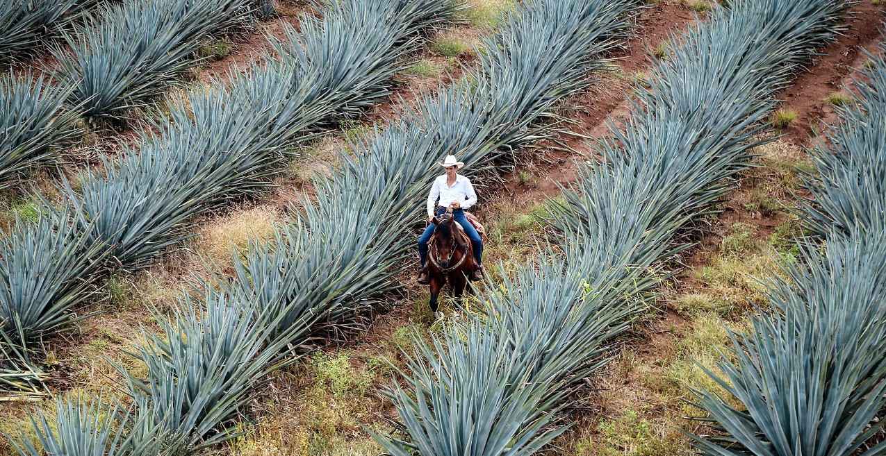 Mexico tequila - gurusway (1) (1)