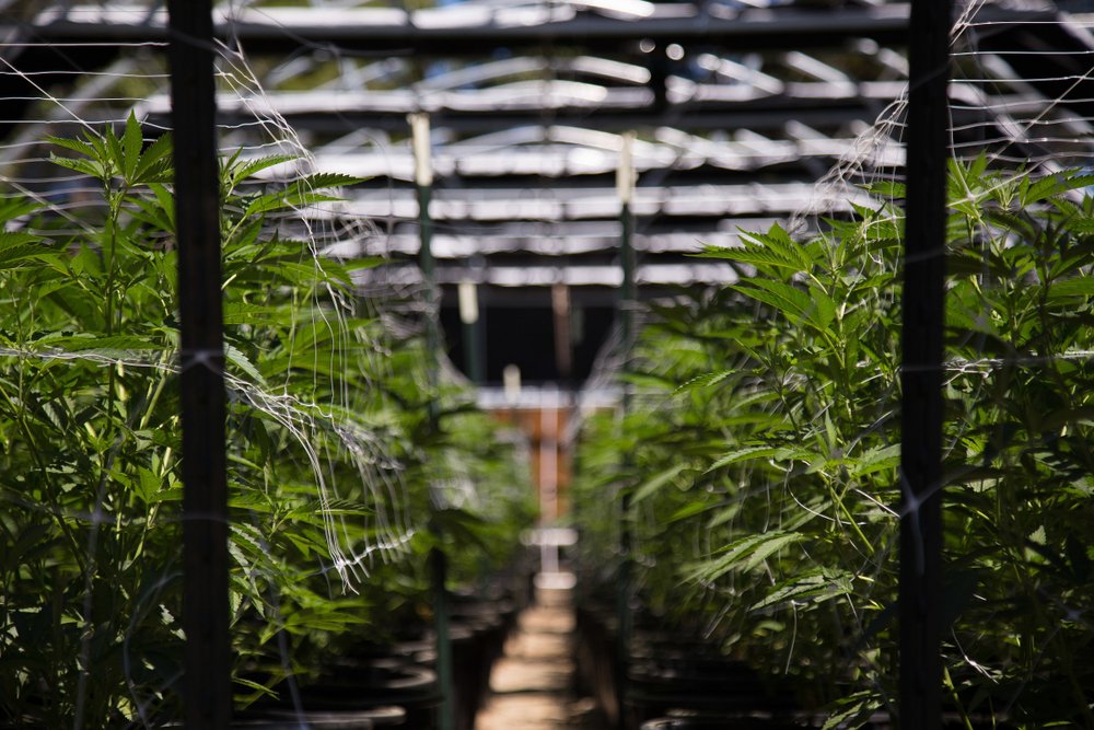 Harvesting the Cannabis